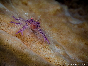 Hairy squat lobster with attitude in Wakatobi. by Elaine Wallace 